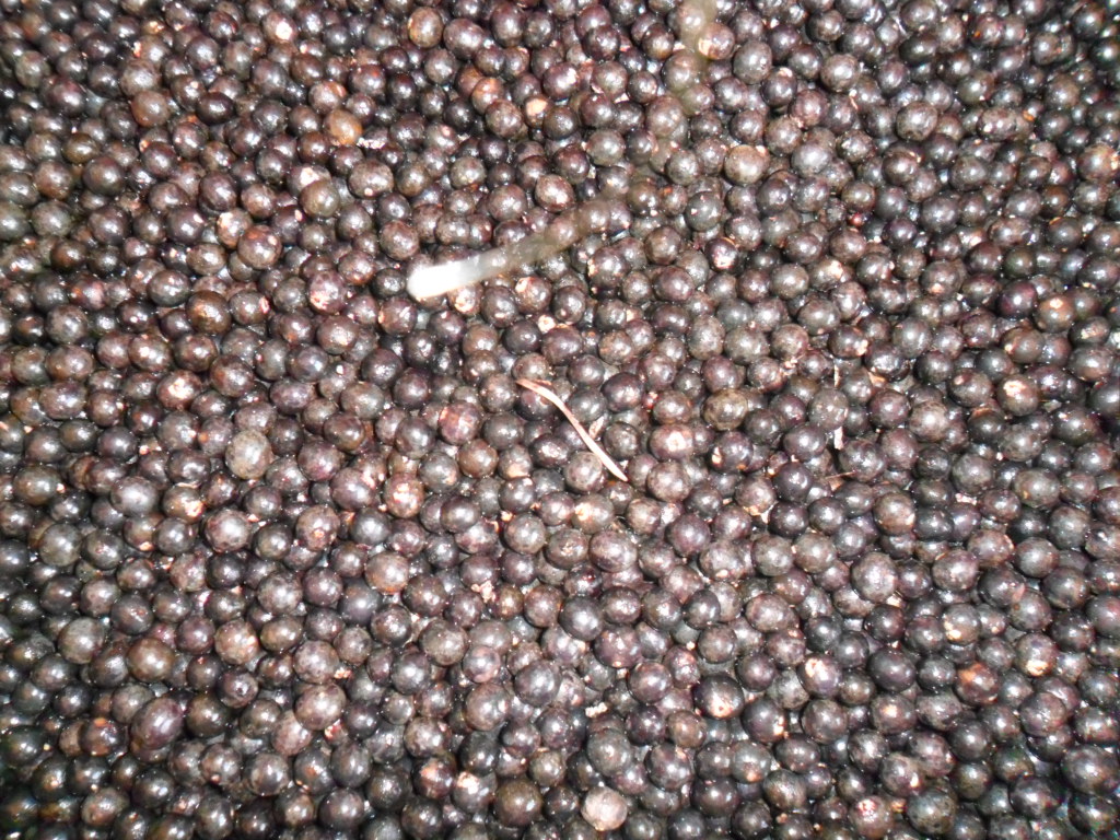 Vendedor de açaí em mercado, representando o crescimento do setor e as opções de expansão para açaiteria